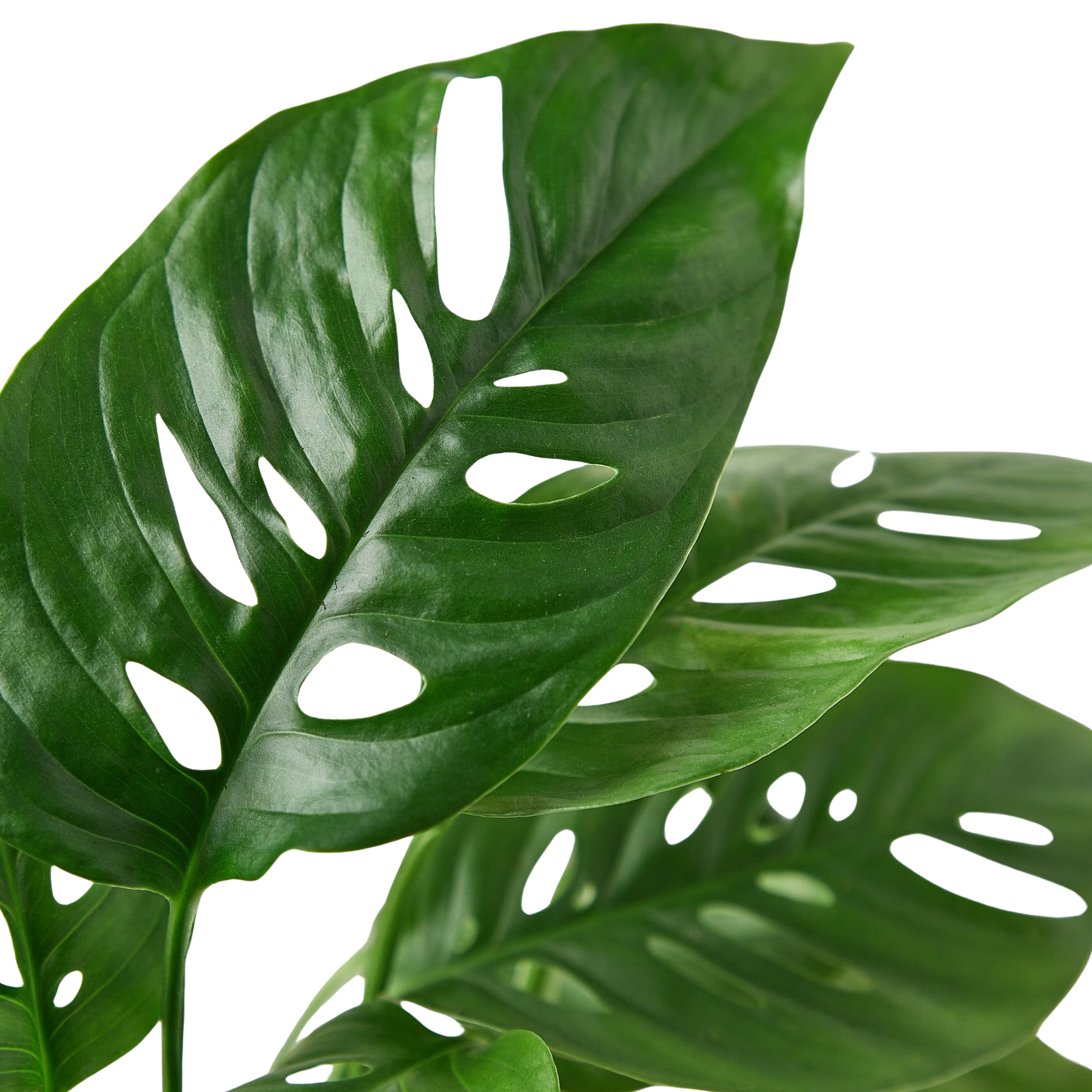Monstera Adansonii Swiss Cheese | Easy Care Vining Plant | House Plant Shop
