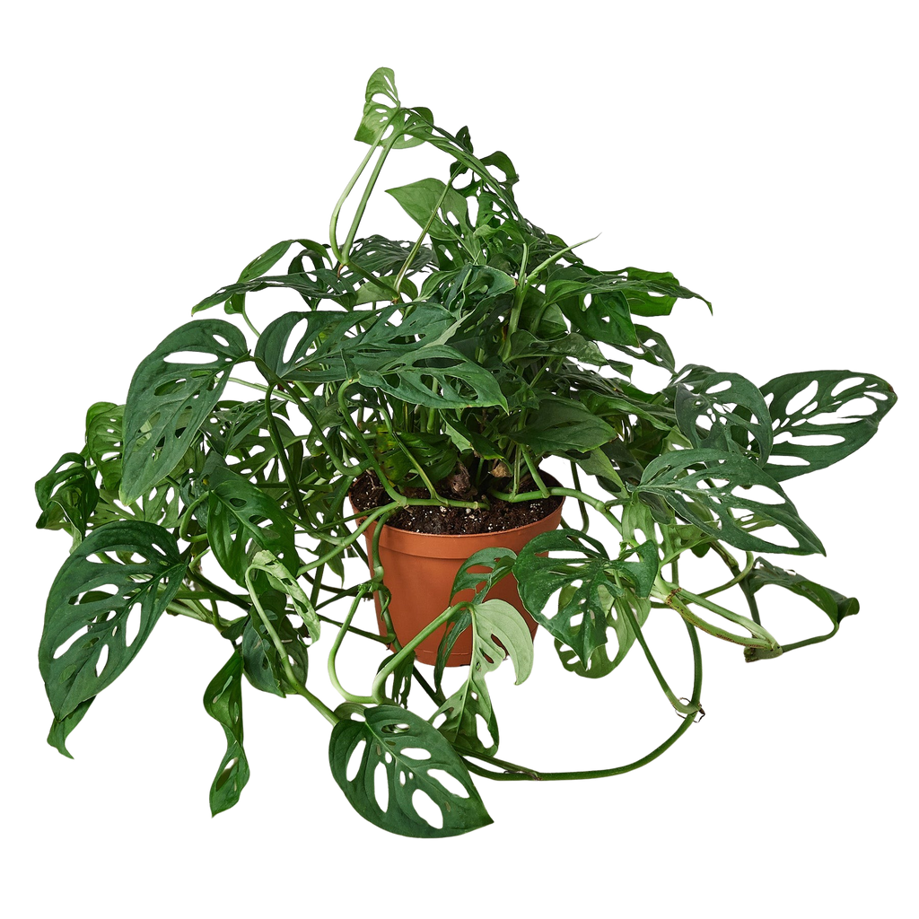 Monstera Adansonii Swiss Cheese | Easy Care Vining Plant | House Plant Shop