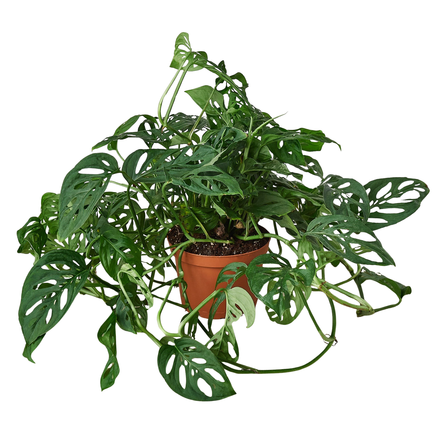 Monstera Adansonii Swiss Cheese | Easy Care Vining Plant | House Plant Shop