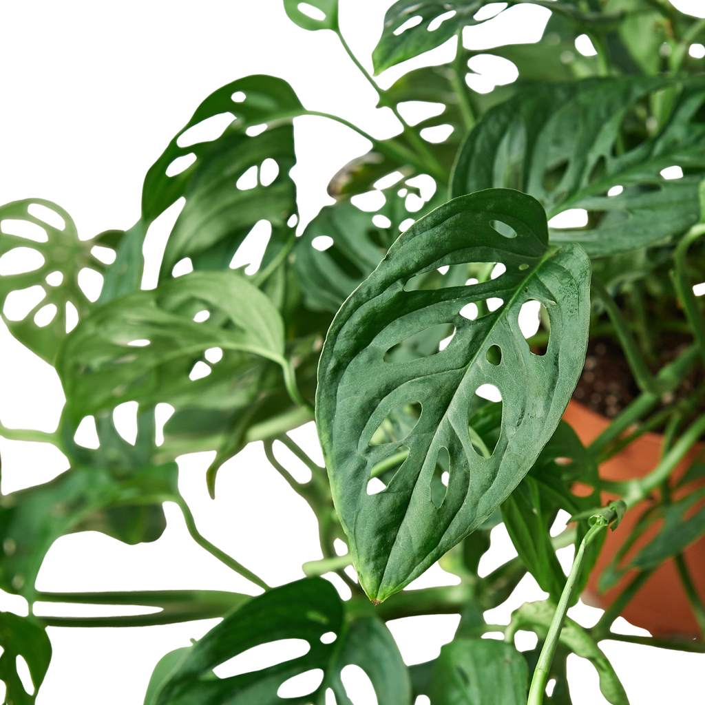 Monstera Adansonii Swiss Cheese | Easy Care Vining Plant | House Plant Shop