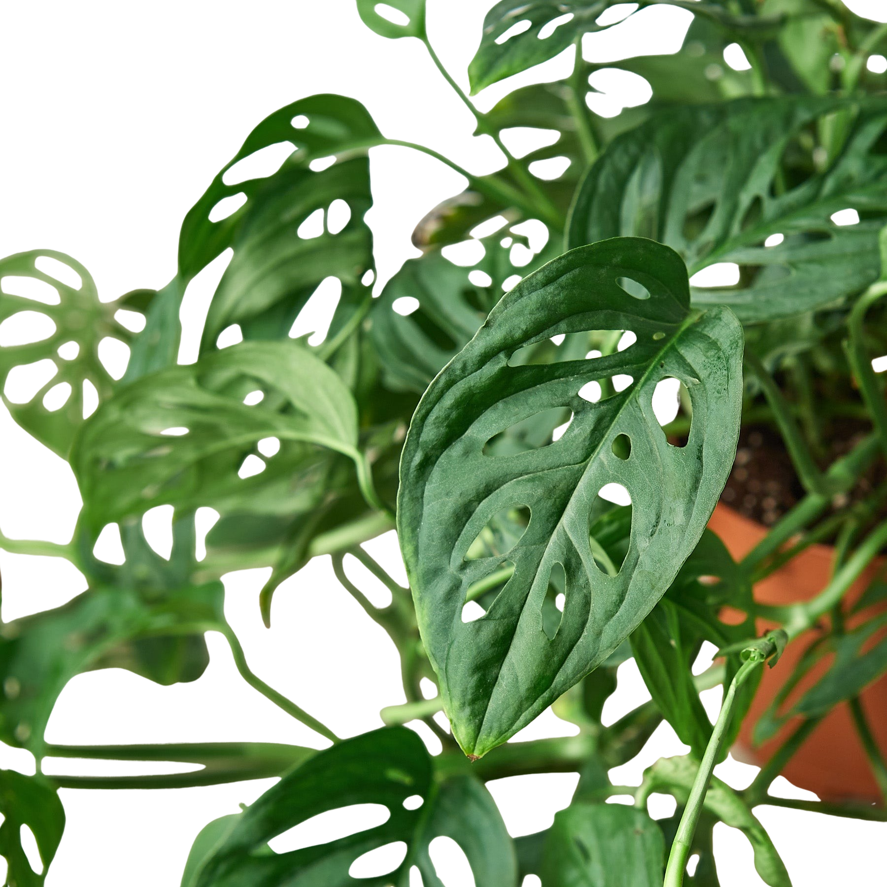 Monstera Adansonii Swiss Cheese | Easy Care Vining Plant | House Plant Shop