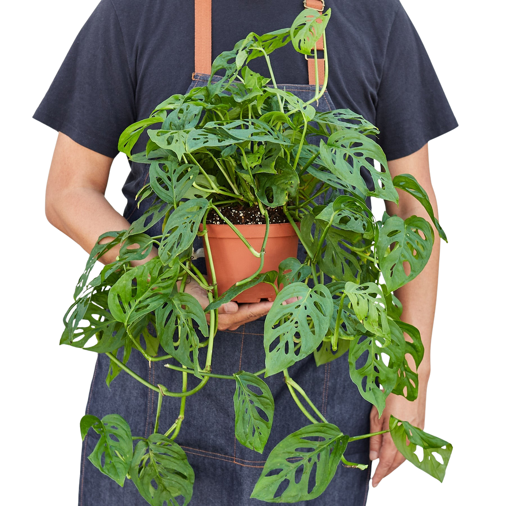 Monstera Adansonii Swiss Cheese | Easy Care Vining Plant | House Plant Shop
