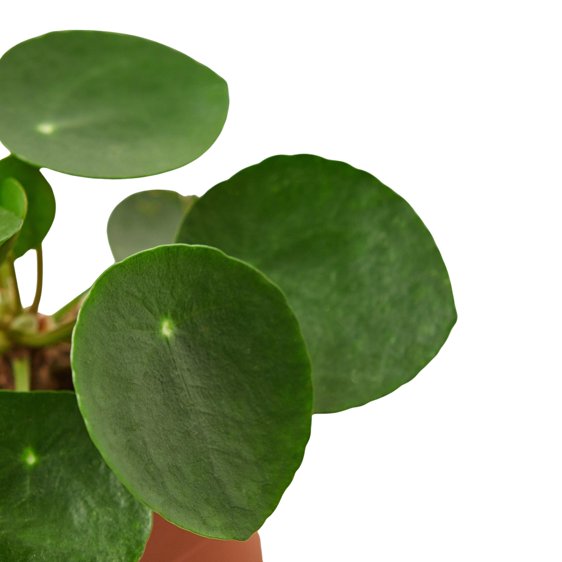 Pilea Peperomioides Chinese Money Plant | Easy Care Coin-Shaped Leaves | House Plant Shop