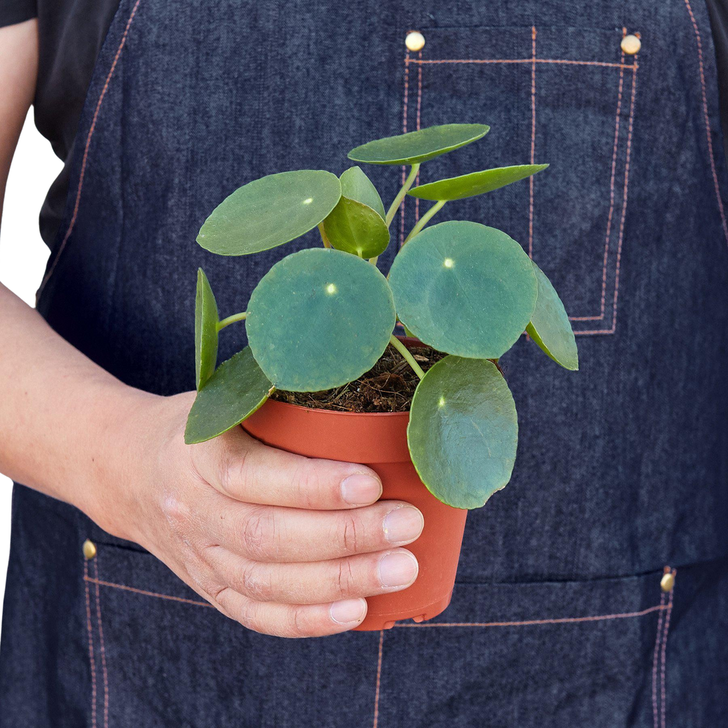 Pilea Peperomioides Chinese Money Plant | Easy Care Coin-Shaped Leaves | House Plant Shop