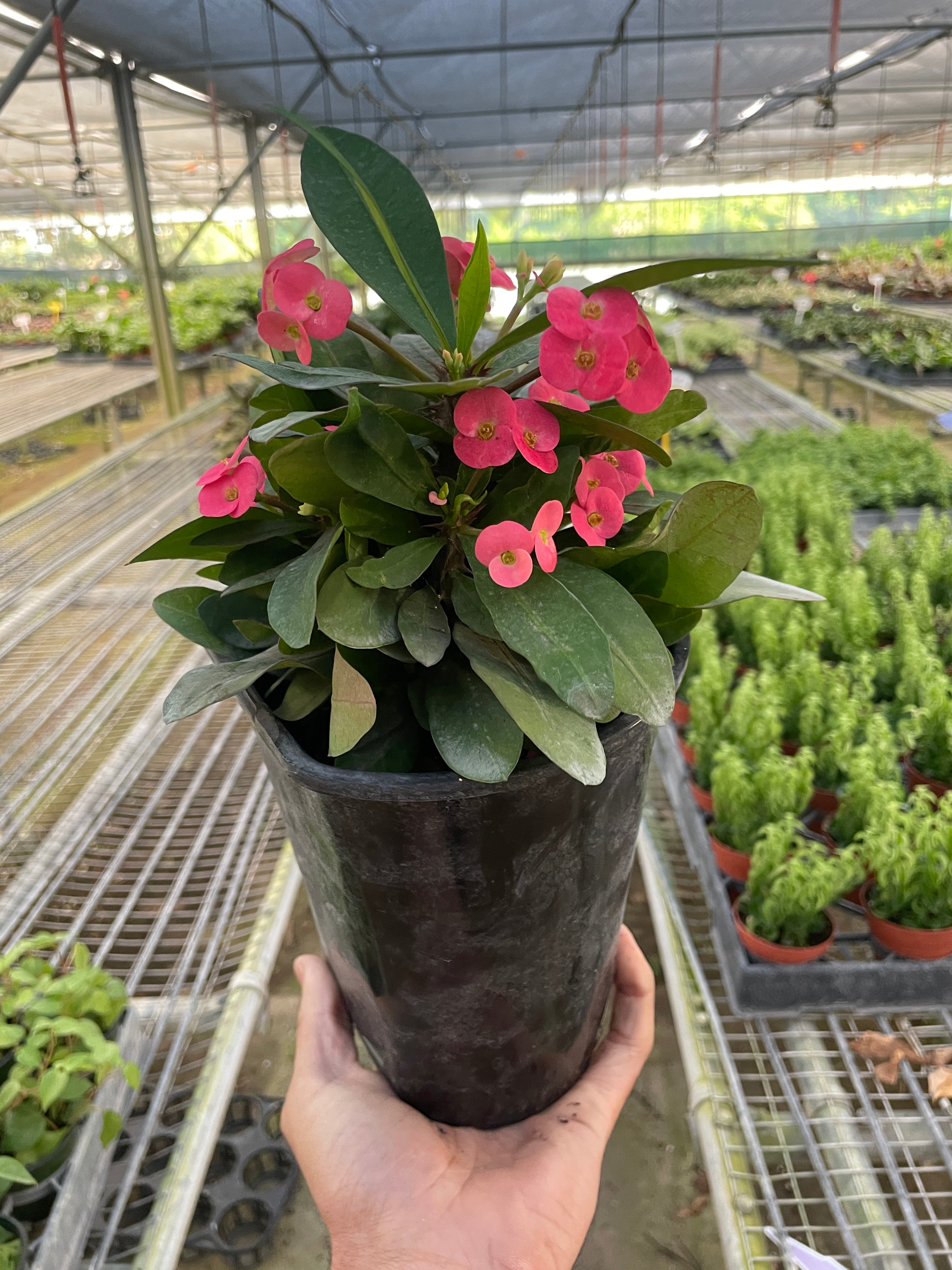 Crown of Thorns | Long-Lasting Red & Yellow Flowering Plant | House Plant Shop