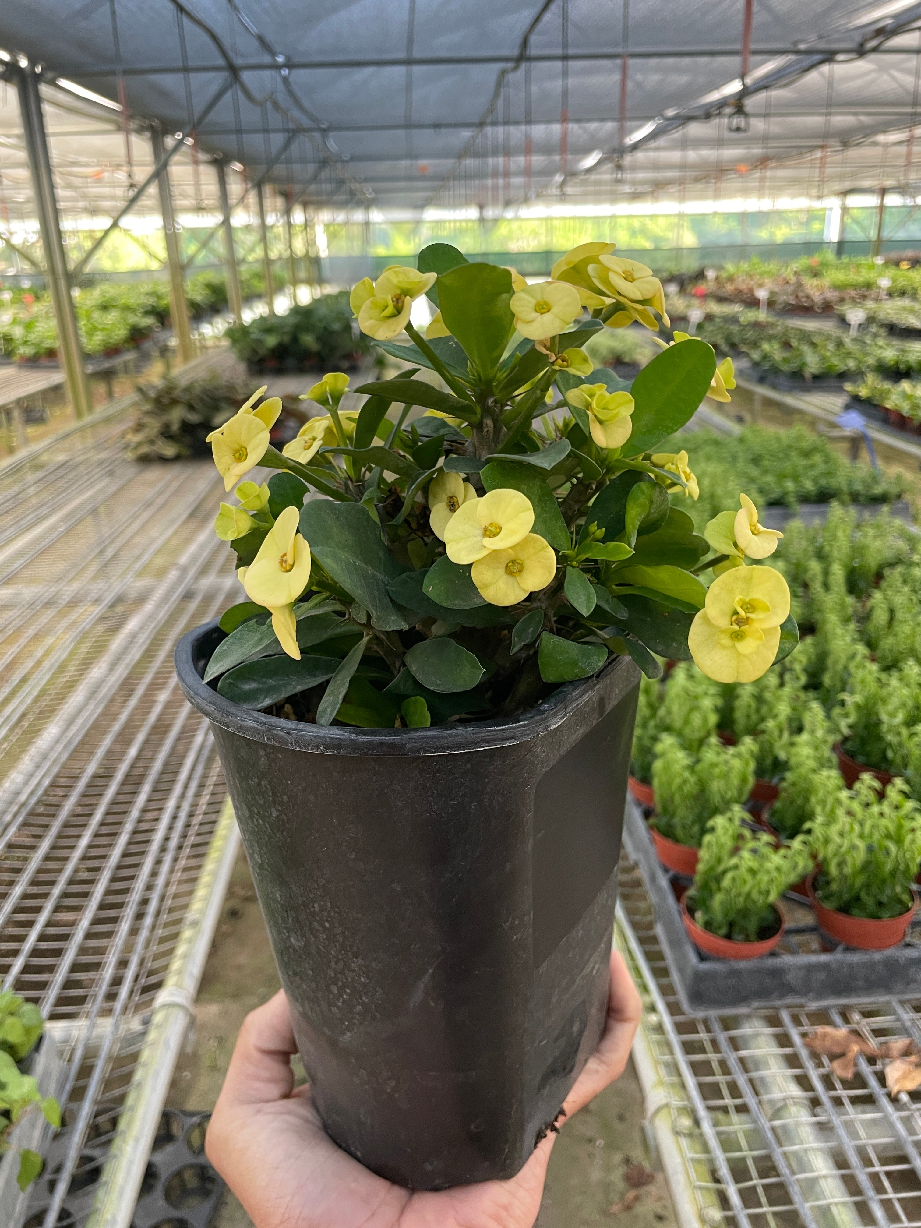 Crown of Thorns | Long-Lasting Red & Yellow Flowering Plant | House Plant Shop