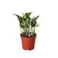 Pothos 'Shangri La'