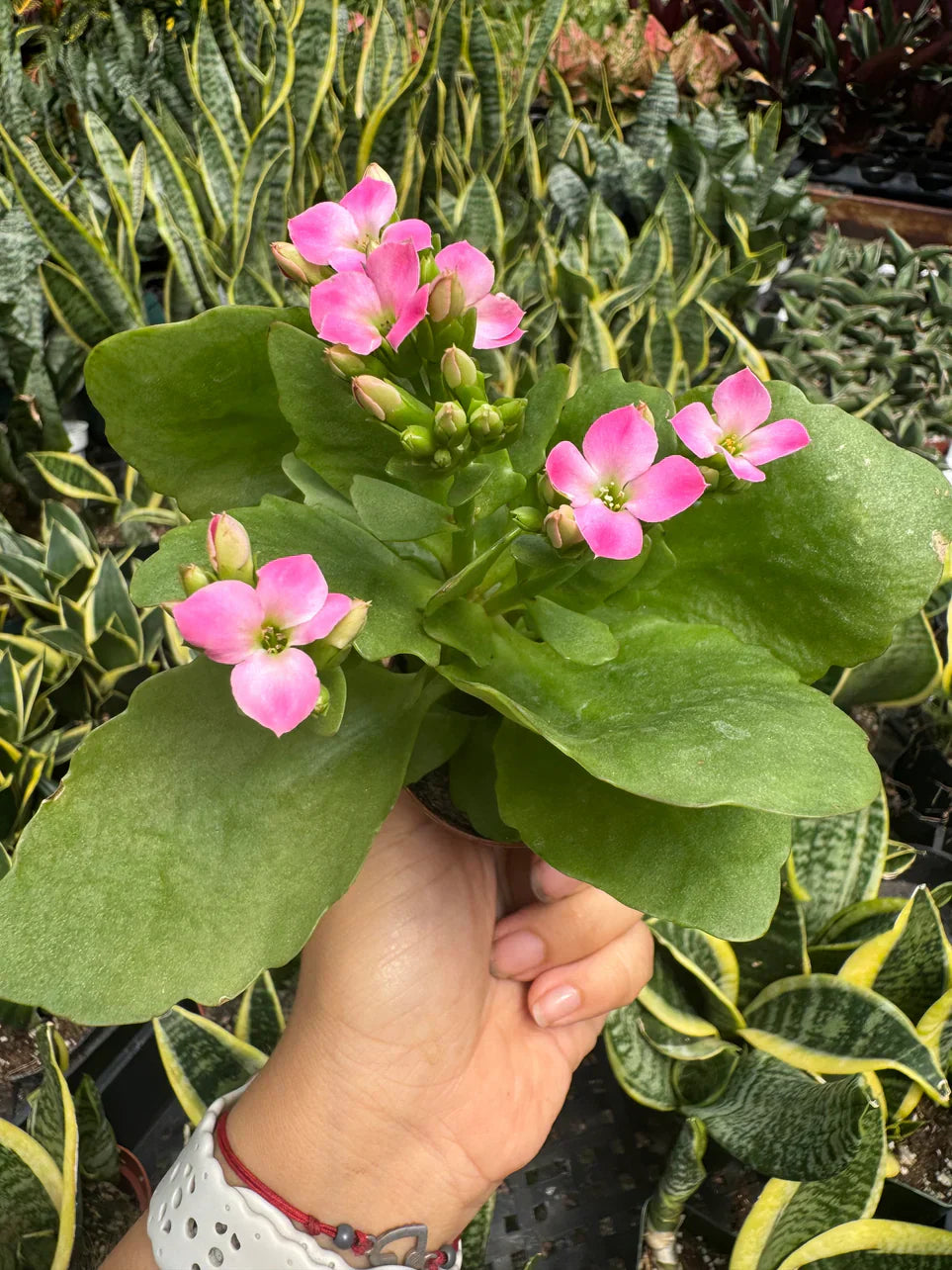Kalanchoe 'Blossfeldiana'