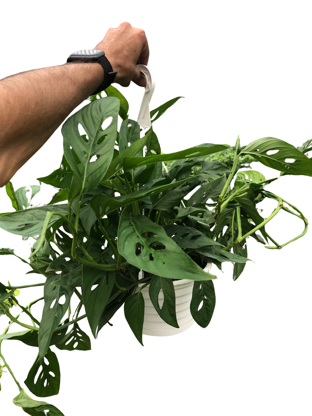 Monstera Adansonii Swiss Cheese | Easy Care Vining Plant | House Plant Shop