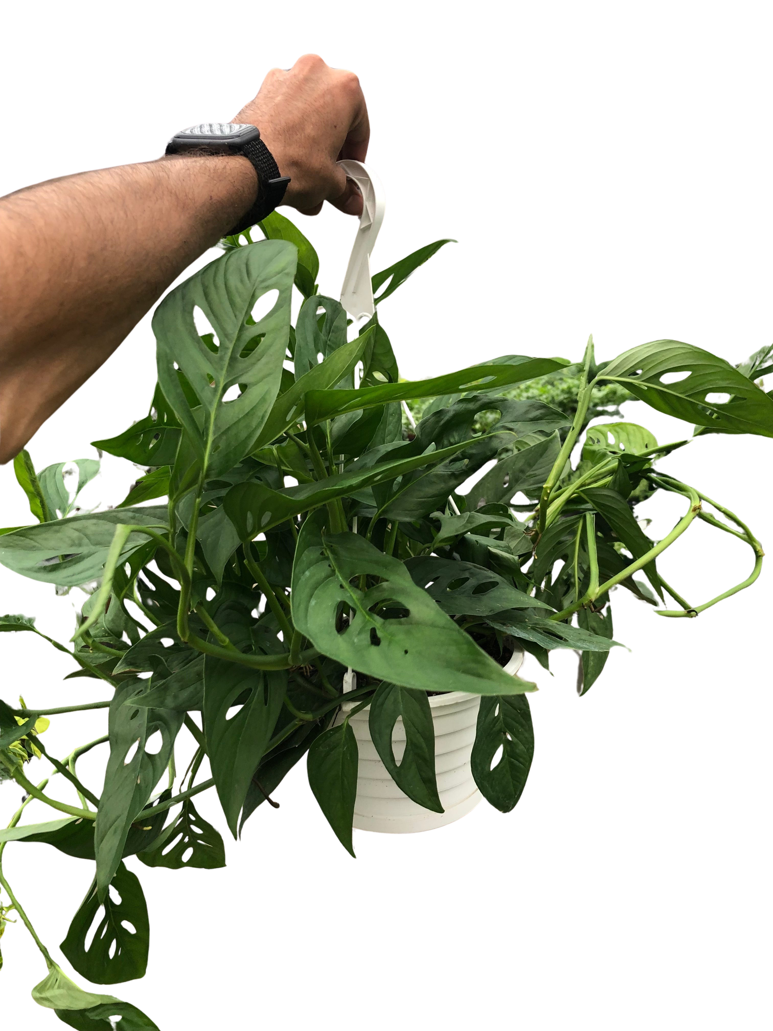 Monstera Adansonii Swiss Cheese | Easy Care Vining Plant | House Plant Shop