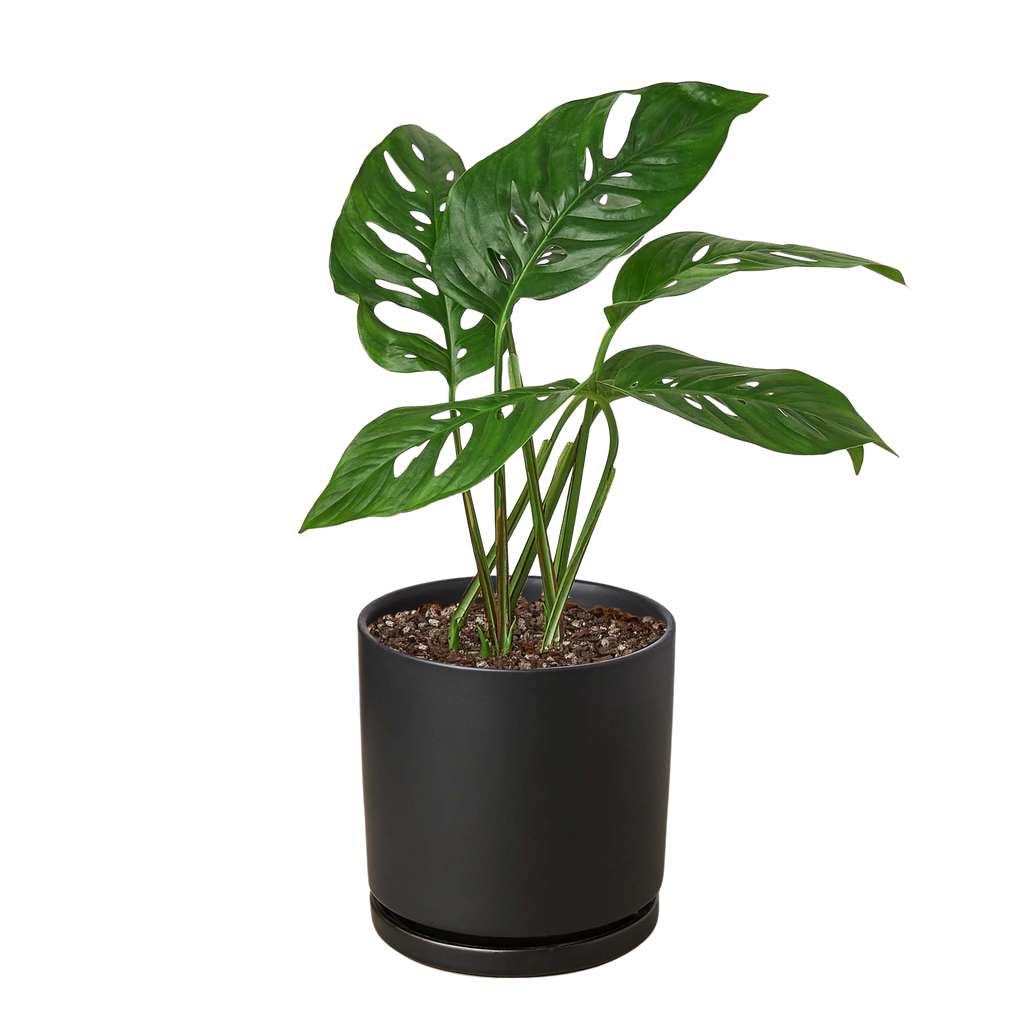 Monstera Adansonii Swiss Cheese | Easy Care Vining Plant | House Plant Shop