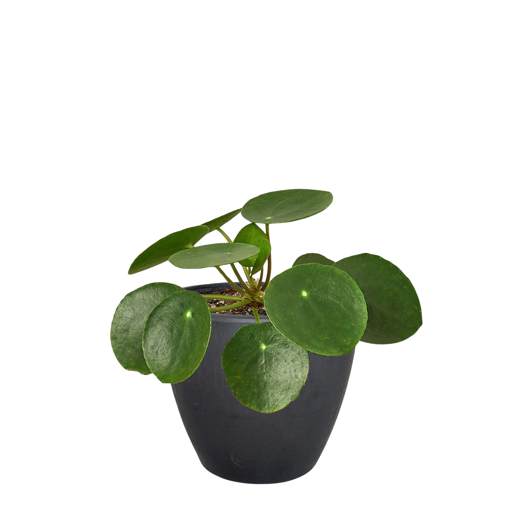 Pilea Peperomioides Chinese Money Plant | Easy Care Coin-Shaped Leaves | House Plant Shop