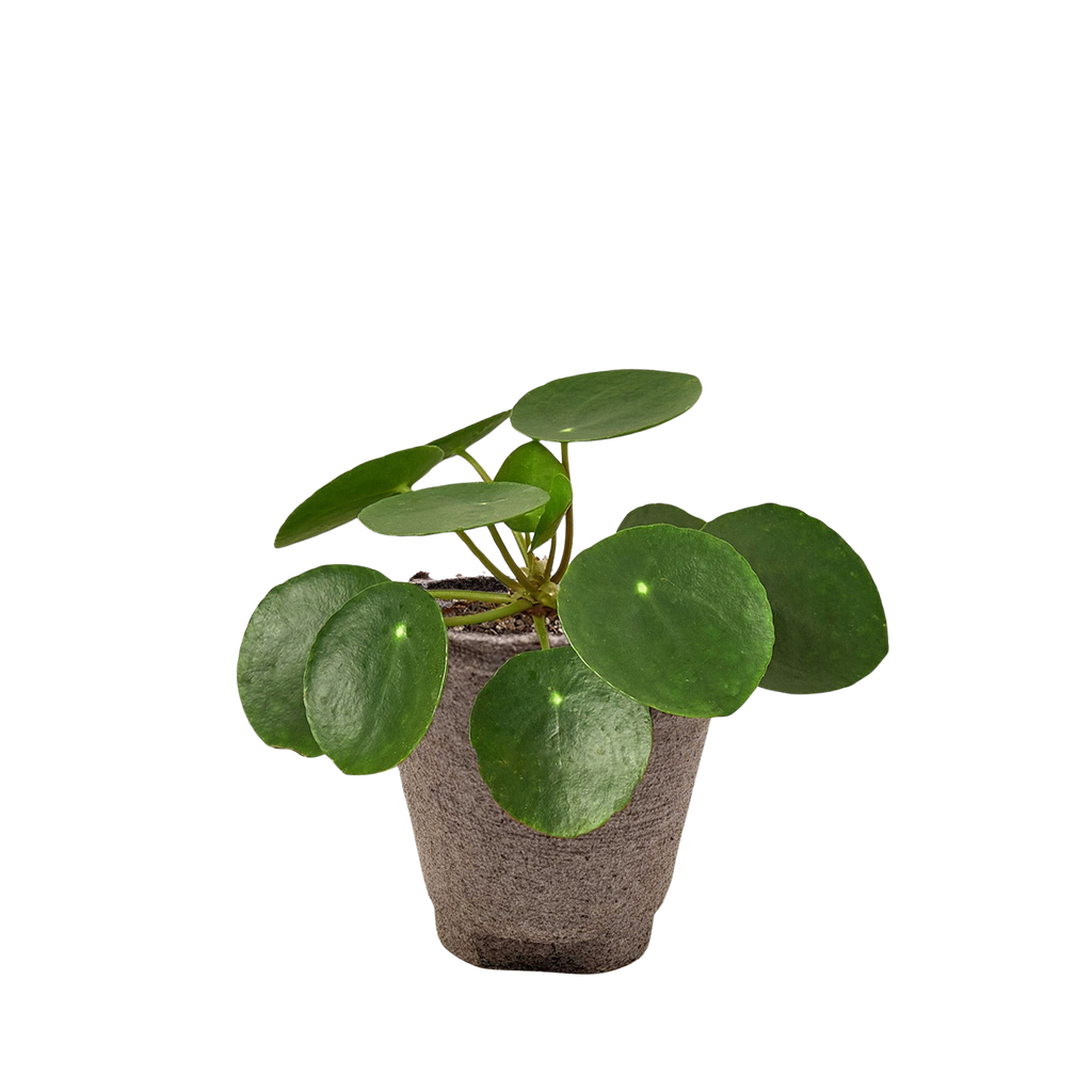 Pilea Peperomioides Chinese Money Plant | Easy Care Coin-Shaped Leaves | House Plant Shop
