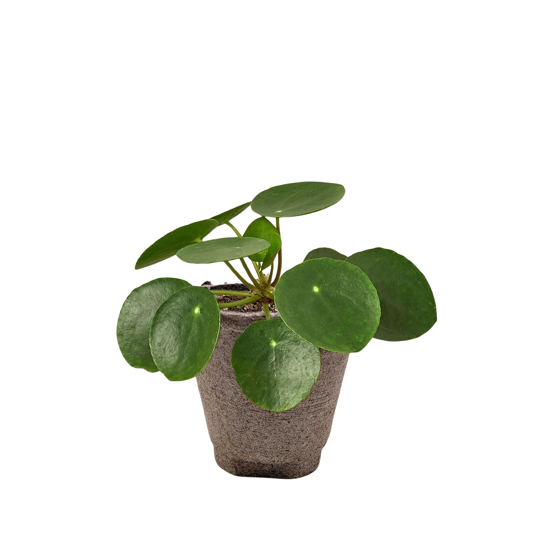Pilea Peperomioides Chinese Money Plant | Easy Care Coin-Shaped Leaves | House Plant Shop