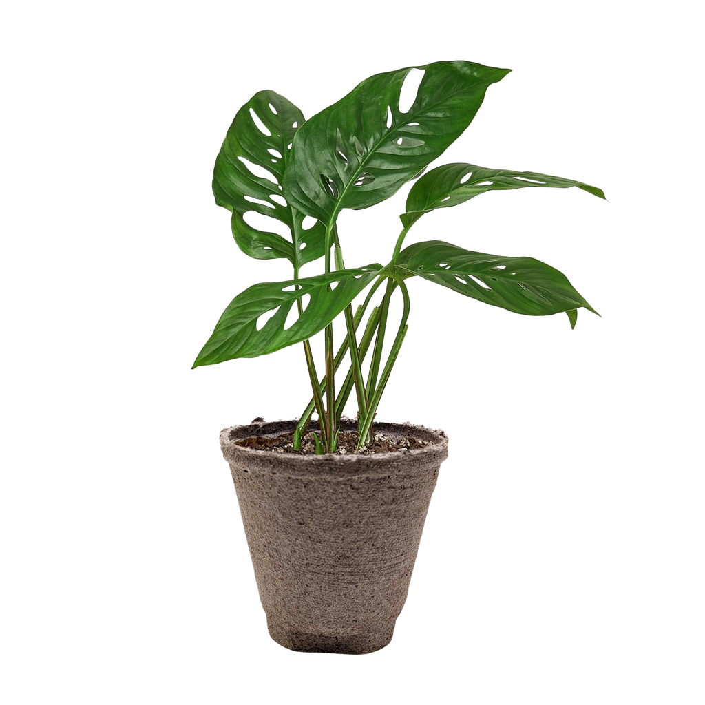 Monstera Adansonii Swiss Cheese | Easy Care Vining Plant | House Plant Shop