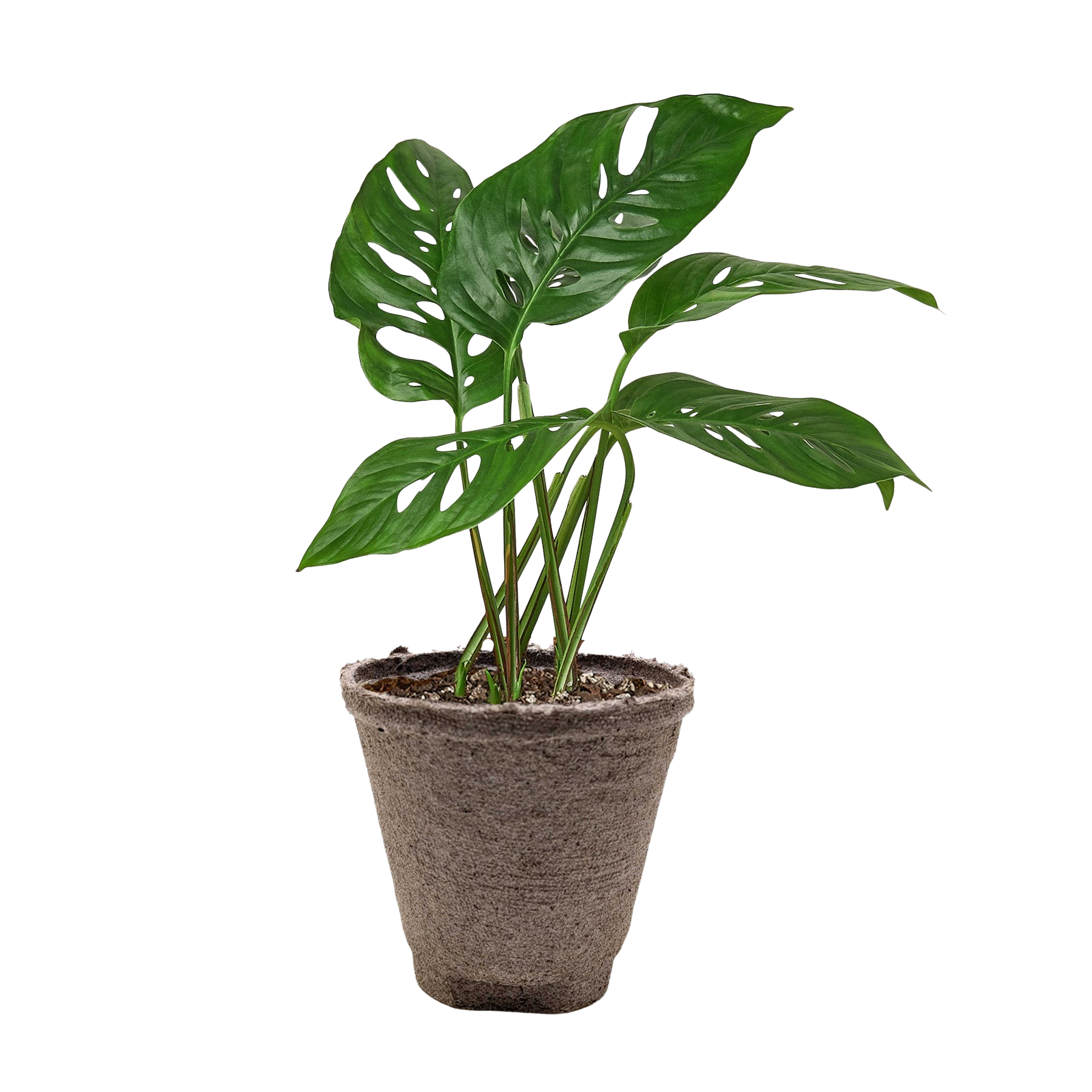 Monstera Adansonii Swiss Cheese | Easy Care Vining Plant | House Plant Shop
