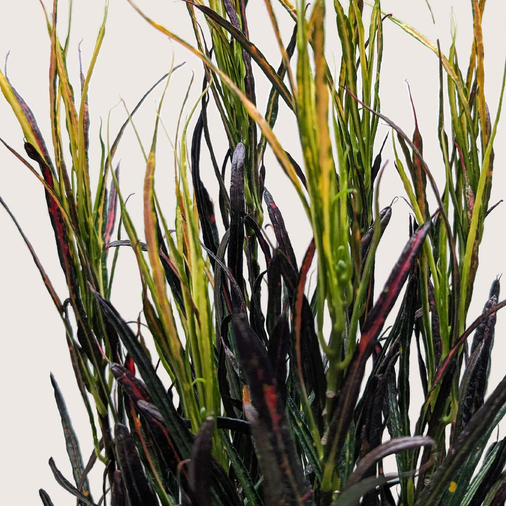 Croton 'Picasso'