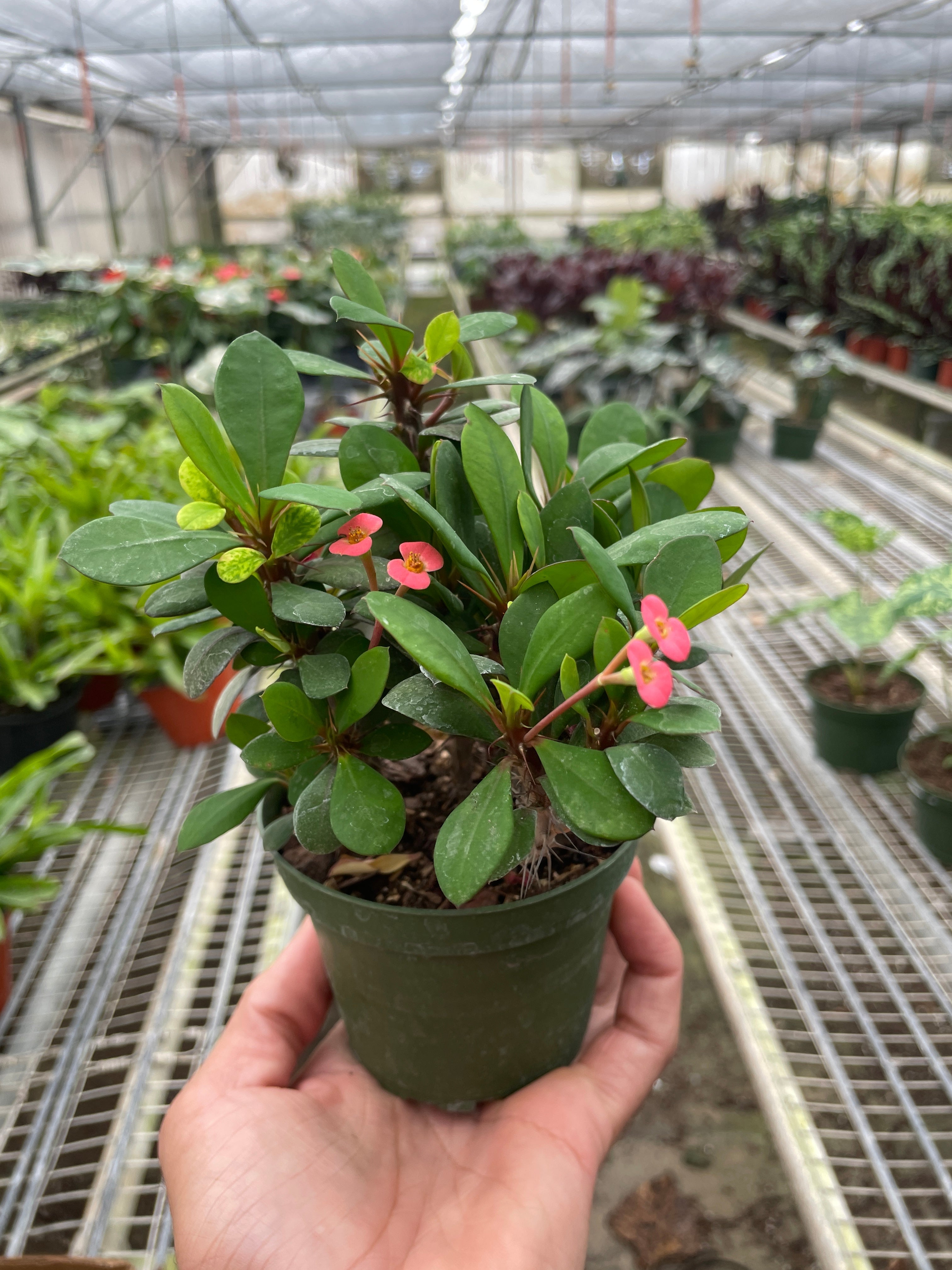 Crown of Thorns | Long-Lasting Red & Yellow Flowering Plant | House Plant Shop