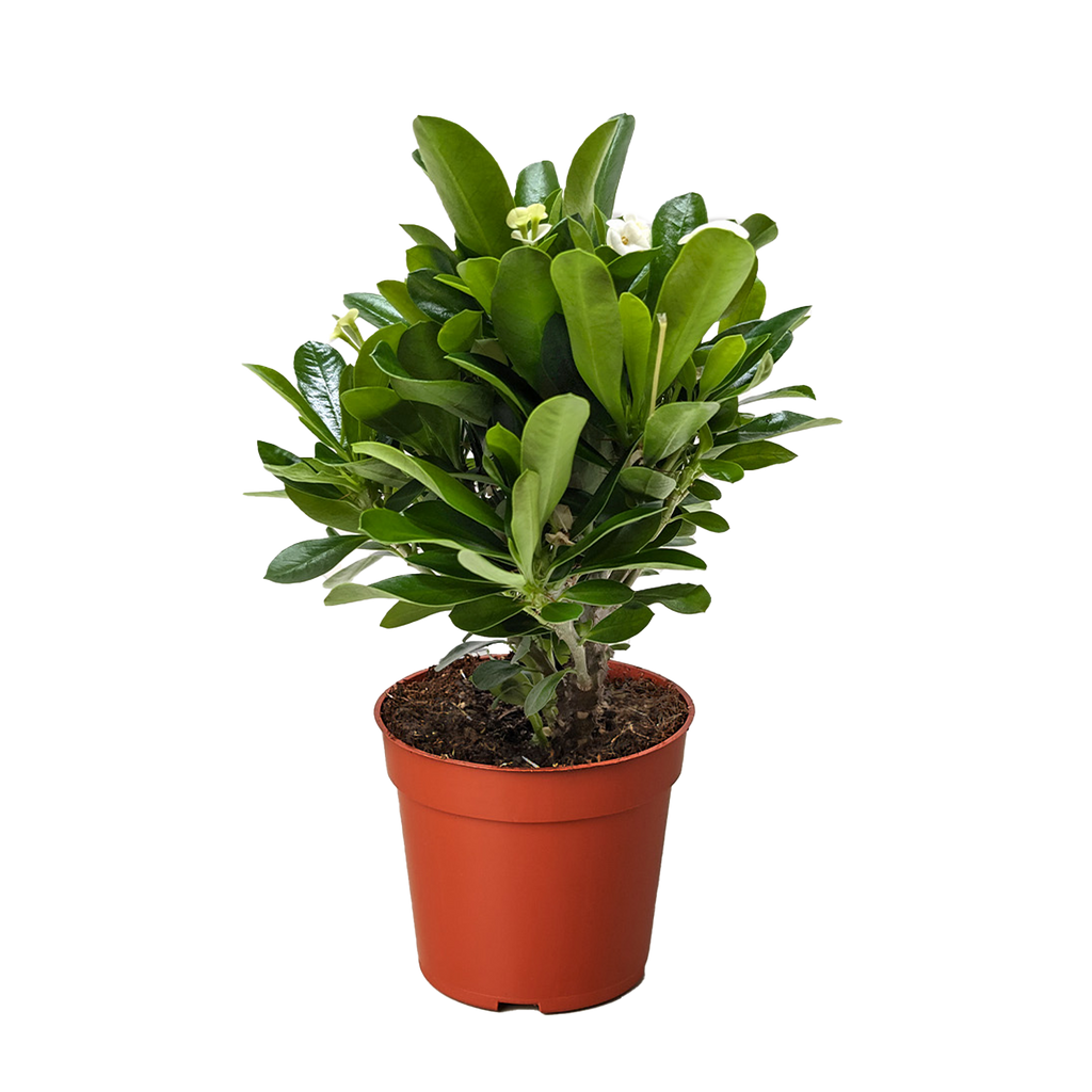 Crown of Thorns | Long-Lasting Red & Yellow Flowering Plant | House Plant Shop