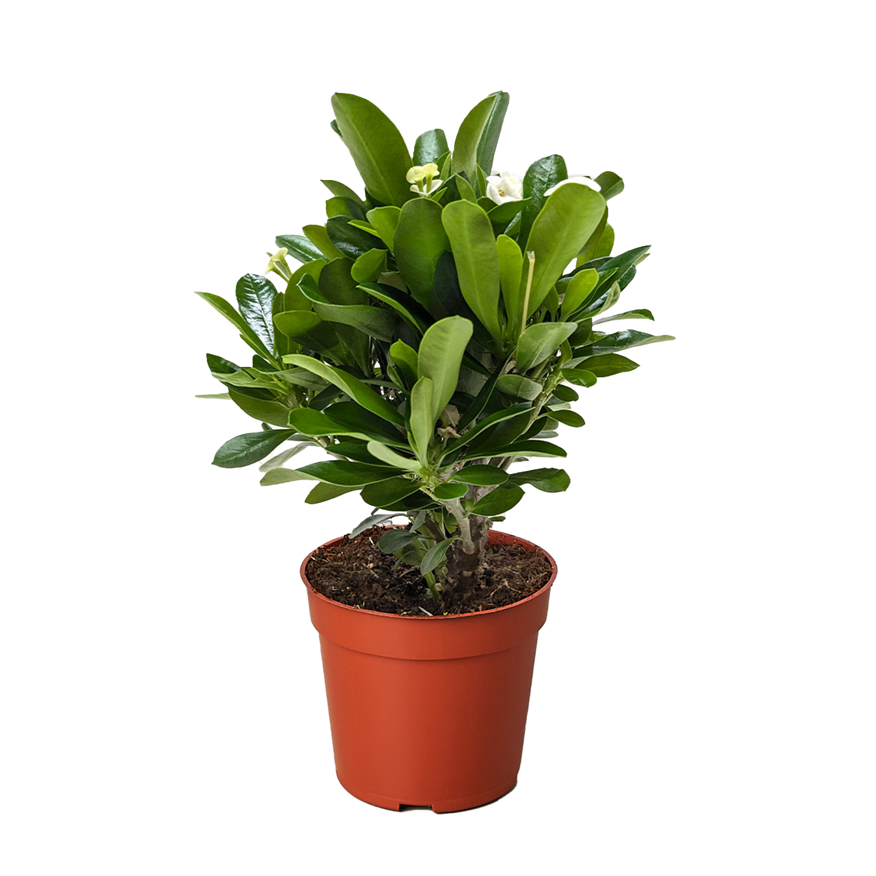 Crown of Thorns | Long-Lasting Red & Yellow Flowering Plant | House Plant Shop