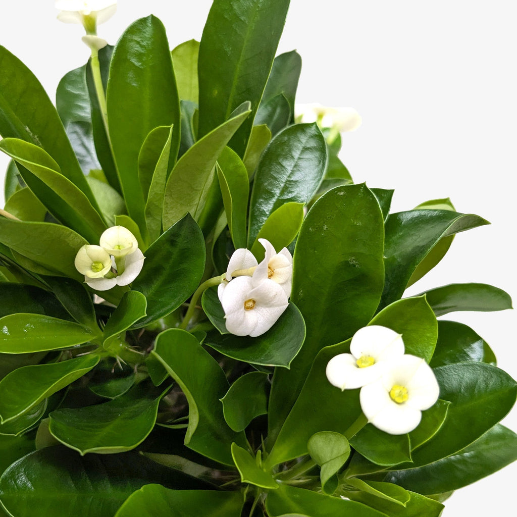 Crown of Thorns | Long-Lasting Red & Yellow Flowering Plant | House Plant Shop