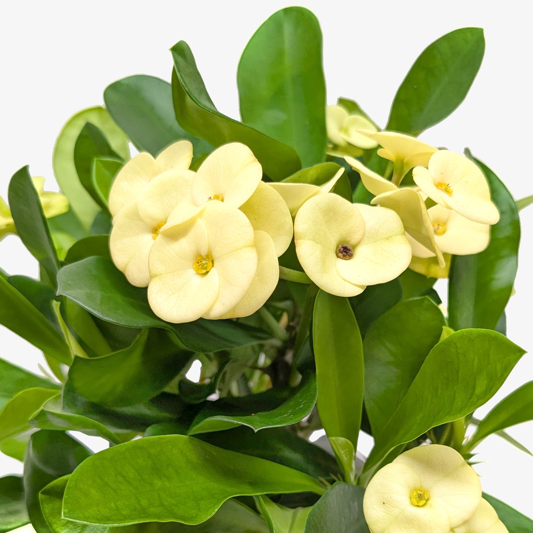 Crown of Thorns | Long-Lasting Red & Yellow Flowering Plant | House Plant Shop