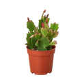 Christmas Cactus | Easy Care Holiday Plant | House Plant Shop