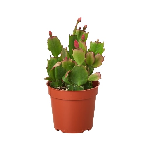 Christmas Cactus | Easy Care Holiday Plant | House Plant Shop