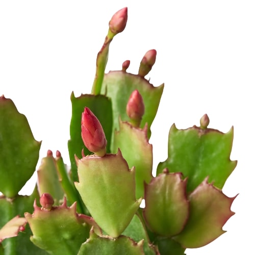 Christmas Cactus | Easy Care Holiday Plant | House Plant Shop