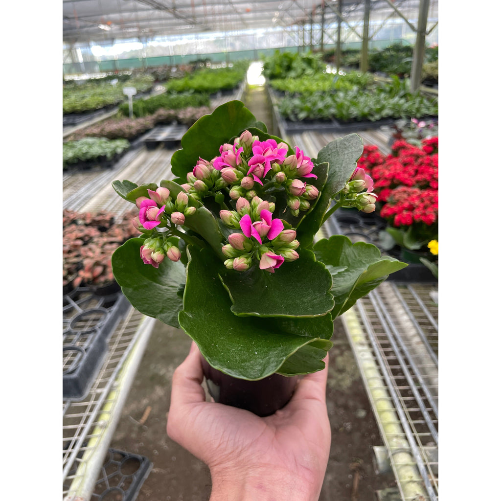 Kalanchoe 'Blossfeldiana'