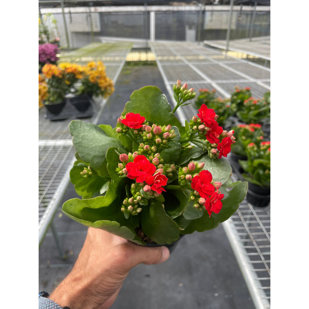 Kalanchoe 'Blossfeldiana'