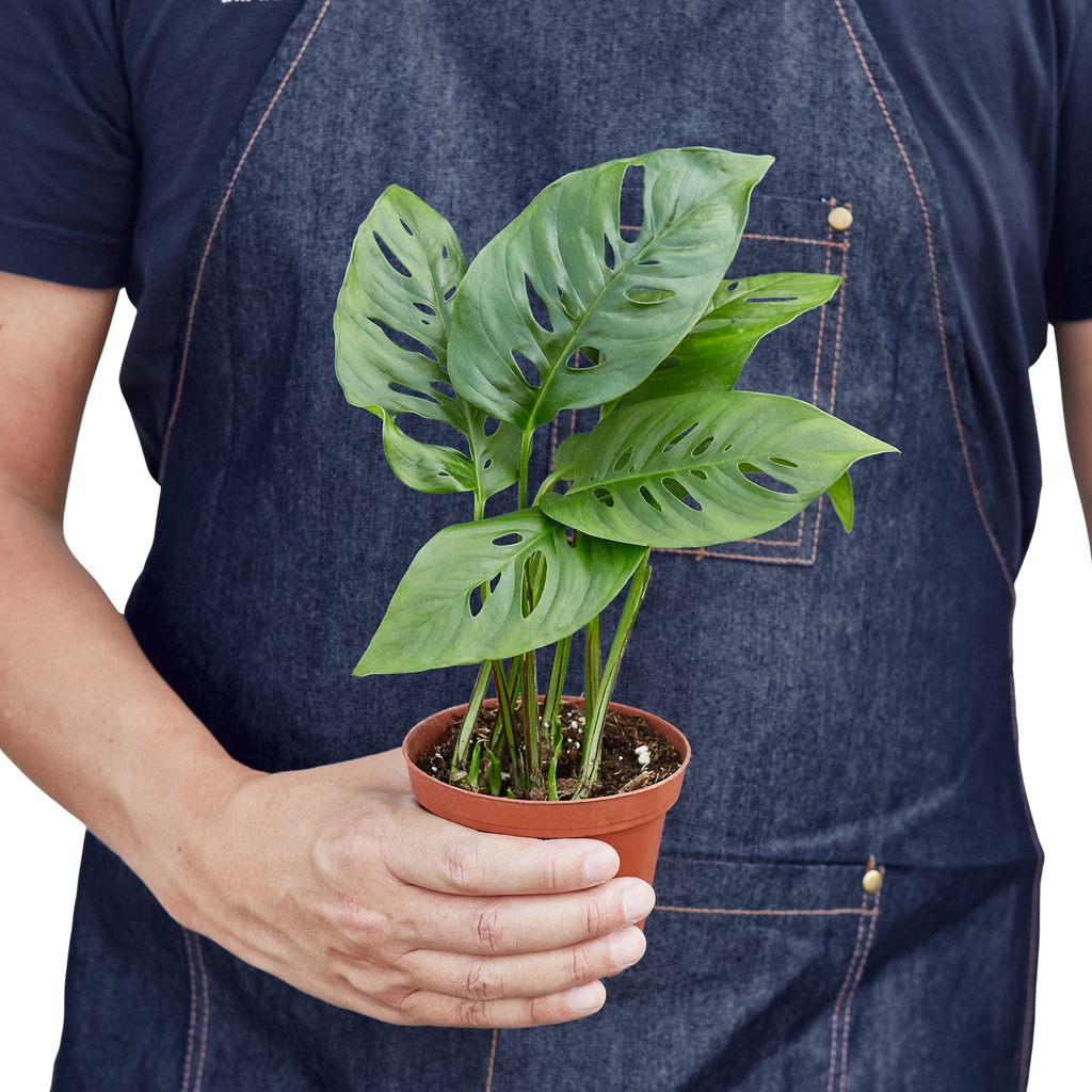 Monstera Adansonii Swiss Cheese | Easy Care Vining Plant | House Plant Shop