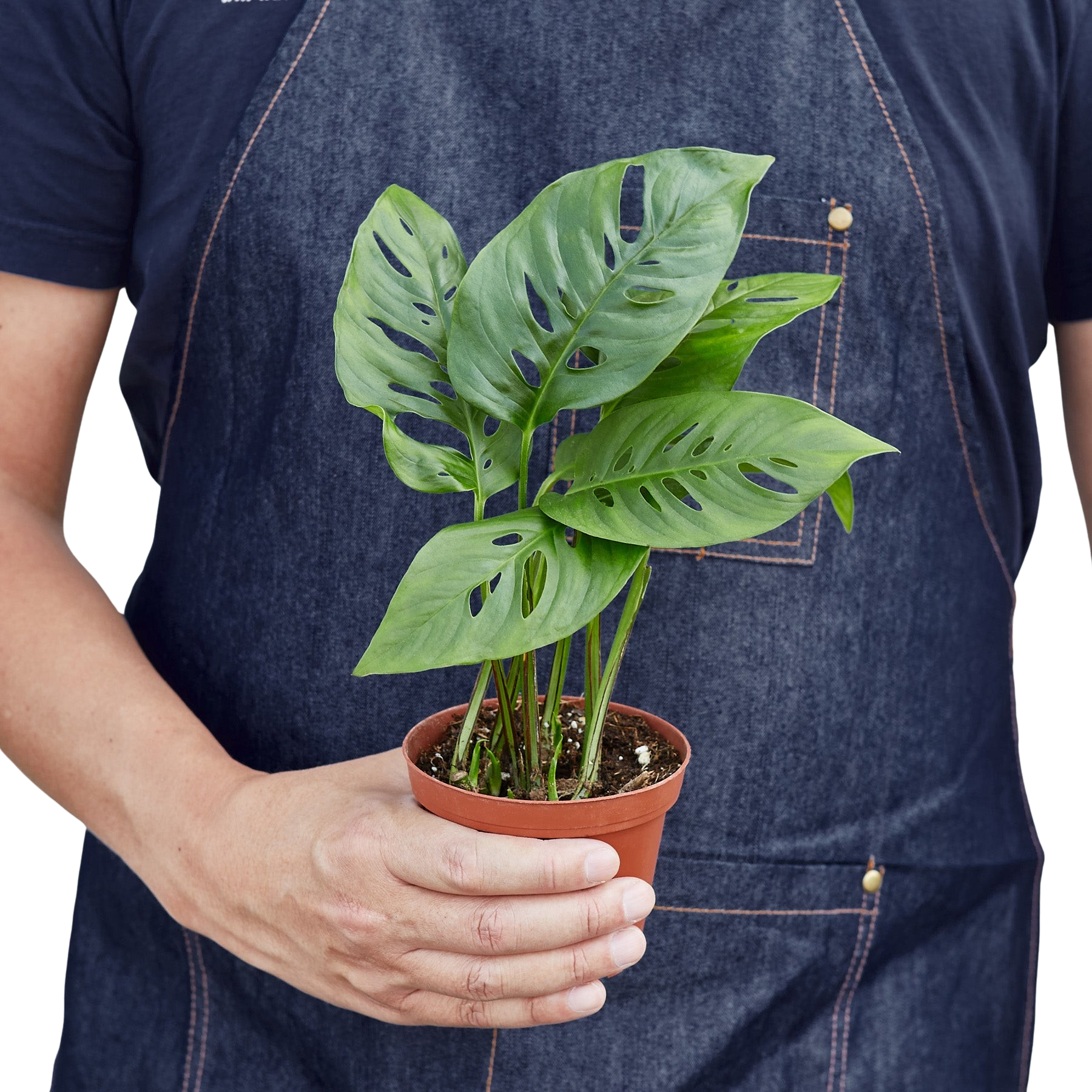 Monstera Adansonii Swiss Cheese | Easy Care Vining Plant | House Plant Shop