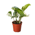 Pothos Manjula | Variegated Trailing Plant with Marble Leaves | House Plant Shop