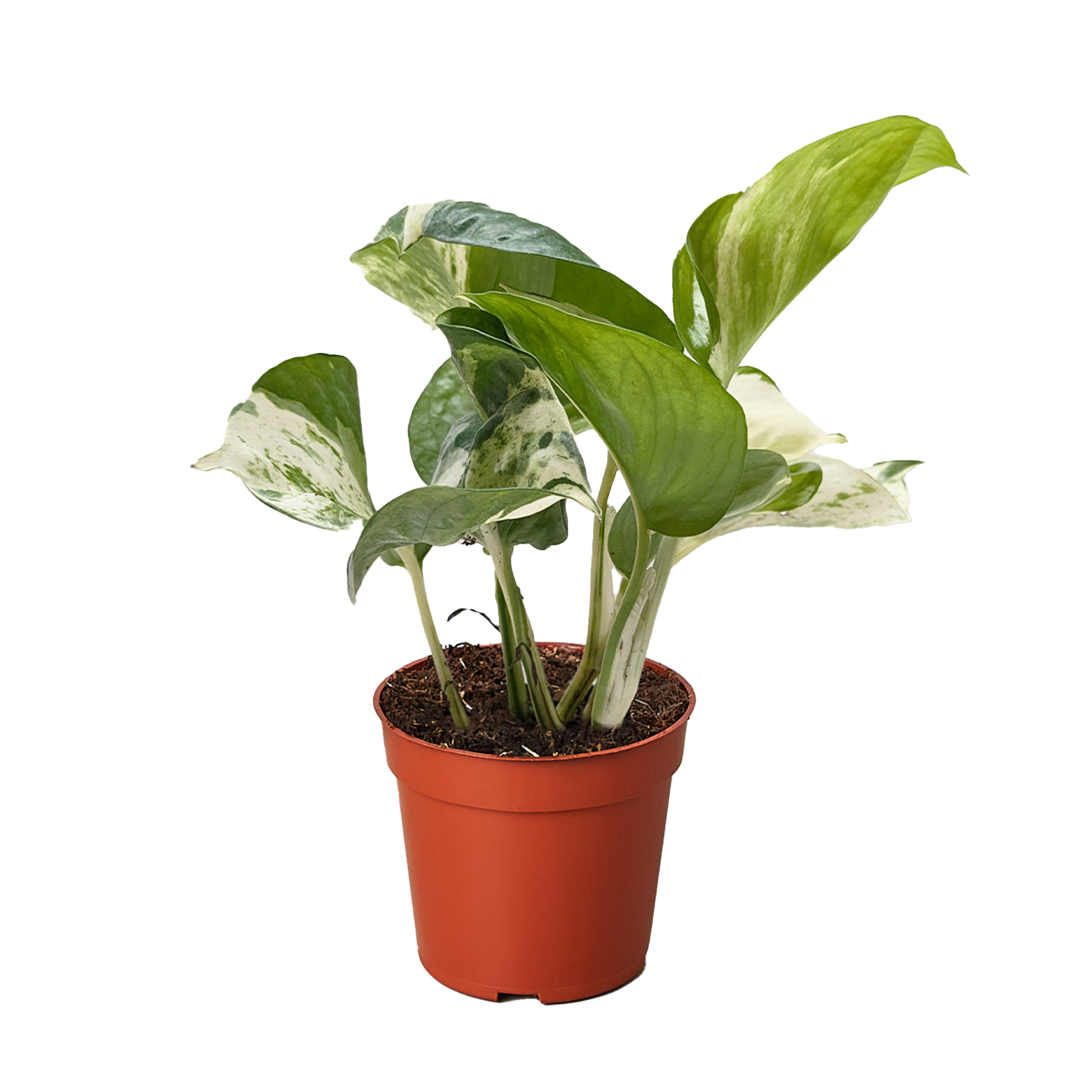 Pothos Manjula | Variegated Trailing Plant with Marble Leaves | House Plant Shop