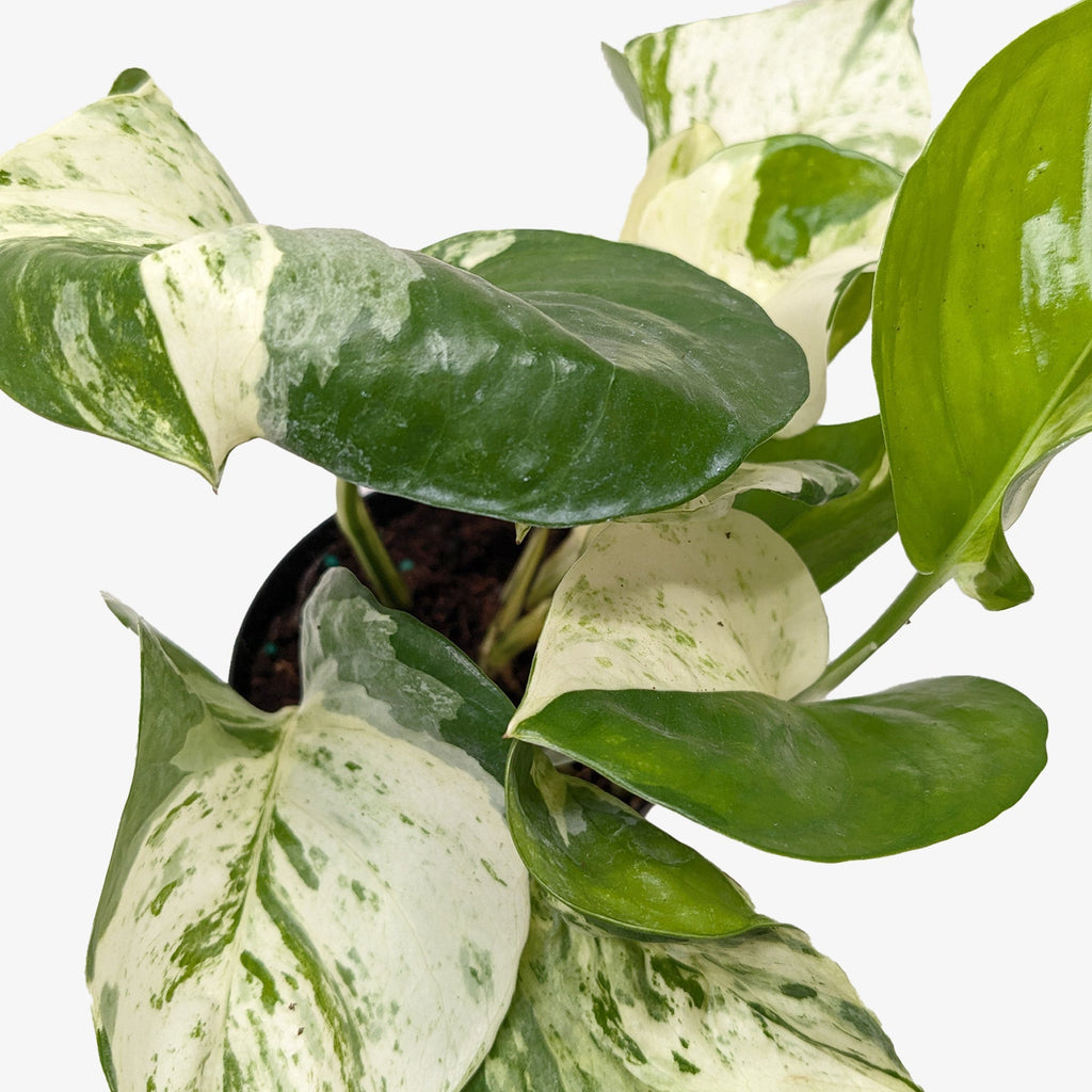 Pothos Manjula | Variegated Trailing Plant with Marble Leaves | House Plant Shop