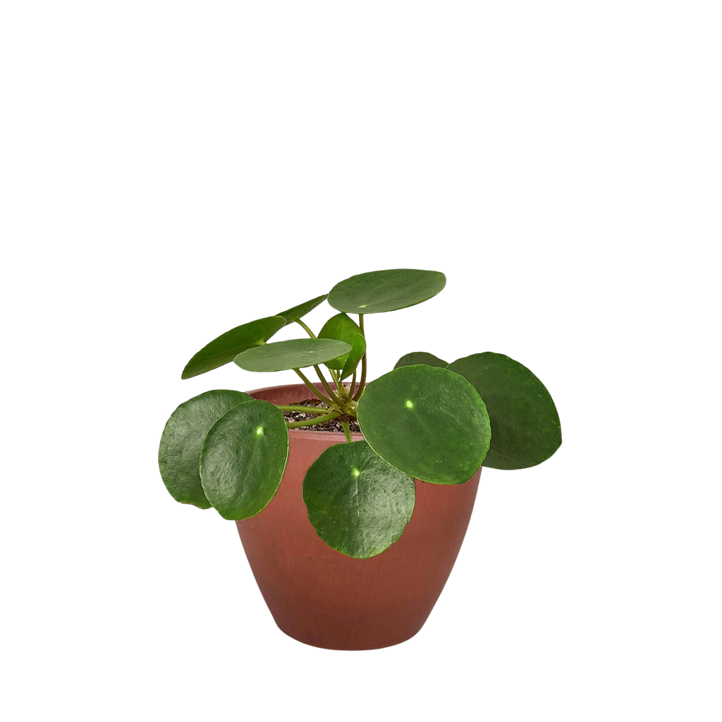Pilea Peperomioides Chinese Money Plant | Easy Care Coin-Shaped Leaves | House Plant Shop