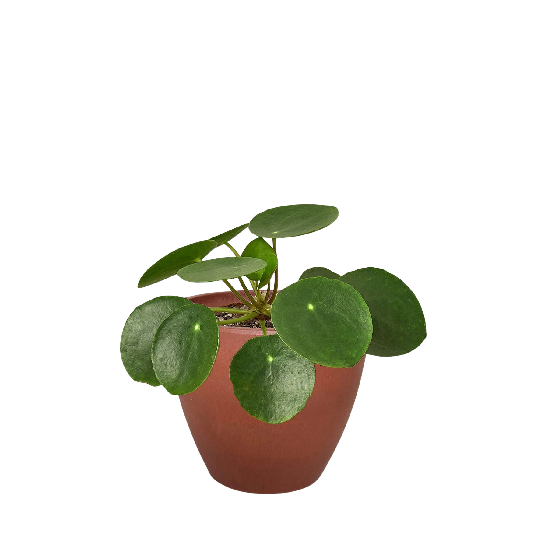 Pilea Peperomioides Chinese Money Plant | Easy Care Coin-Shaped Leaves | House Plant Shop