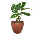 Monstera Adansonii Swiss Cheese | Easy Care Vining Plant | House Plant Shop