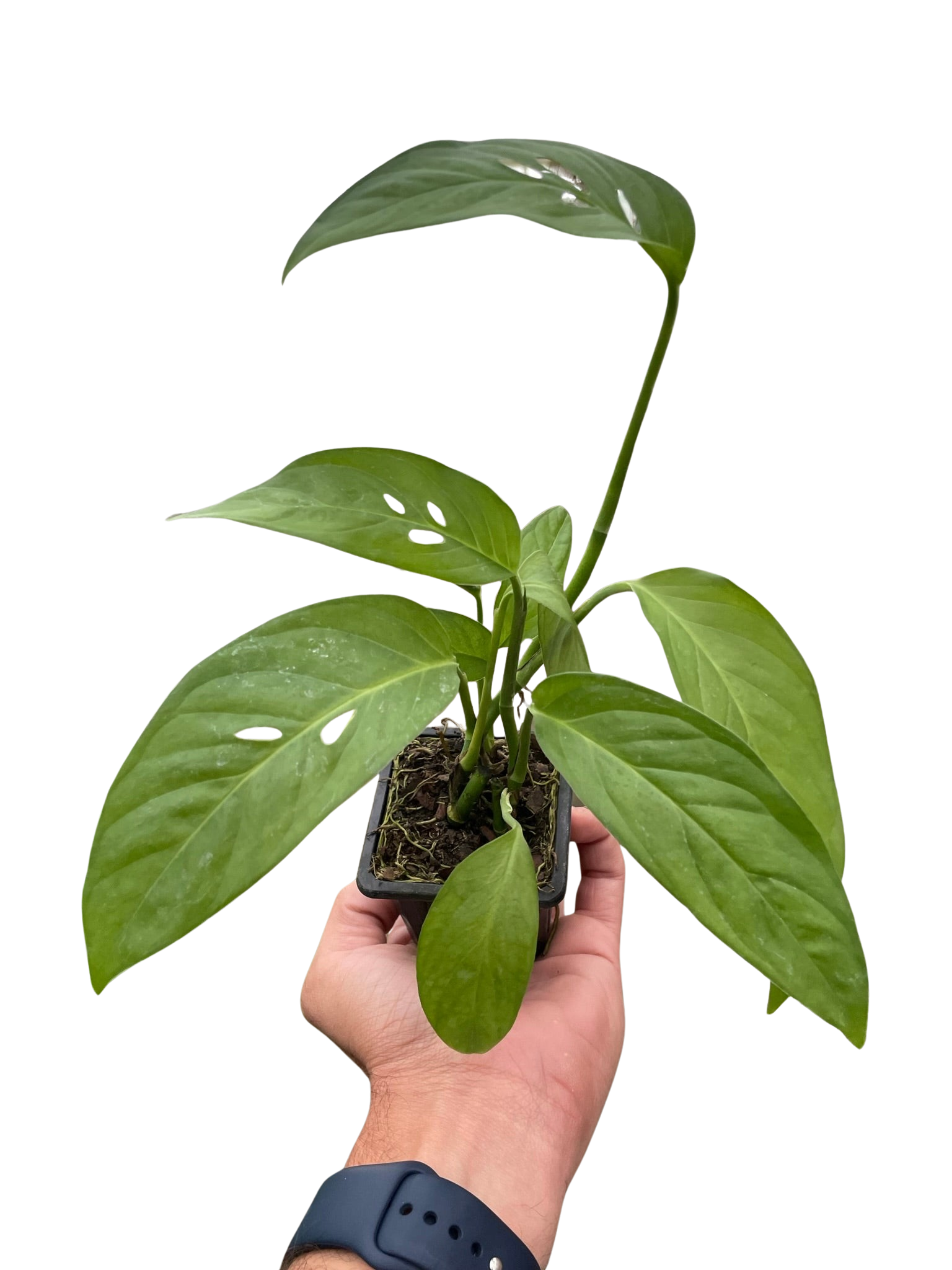 Monstera Adansonii Swiss Cheese | Easy Care Vining Plant | House Plant Shop