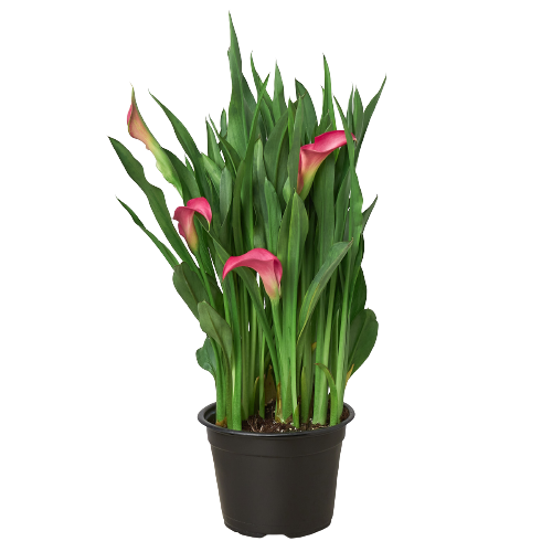 Calla Lily | Elegant Flowering Plant in Multiple Colors | House Plant Shop