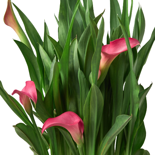 Calla Lily | Elegant Flowering Plant in Multiple Colors | House Plant Shop
