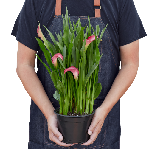 Calla Lily | Elegant Flowering Plant in Multiple Colors | House Plant Shop