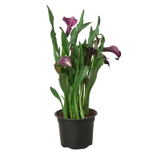 Calla Lily | Elegant Flowering Plant in Multiple Colors | House Plant Shop