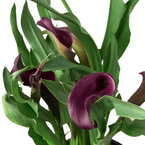 Calla Lily | Elegant Flowering Plant in Multiple Colors | House Plant Shop