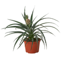 Bromeliad 'Yellow Pineapple' - 6" Pot