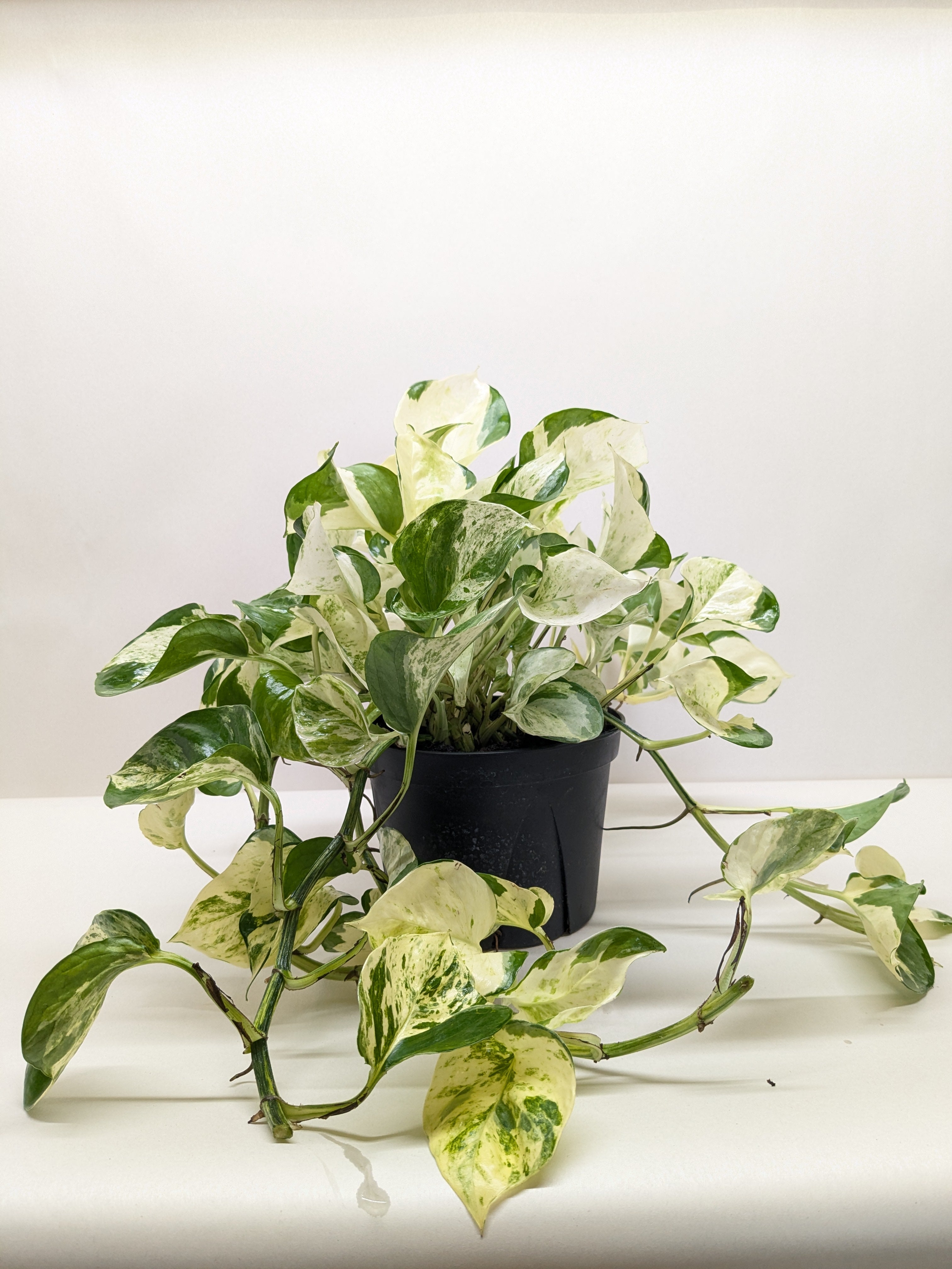 Pothos Manjula | Variegated Trailing Plant with Marble Leaves | House Plant Shop