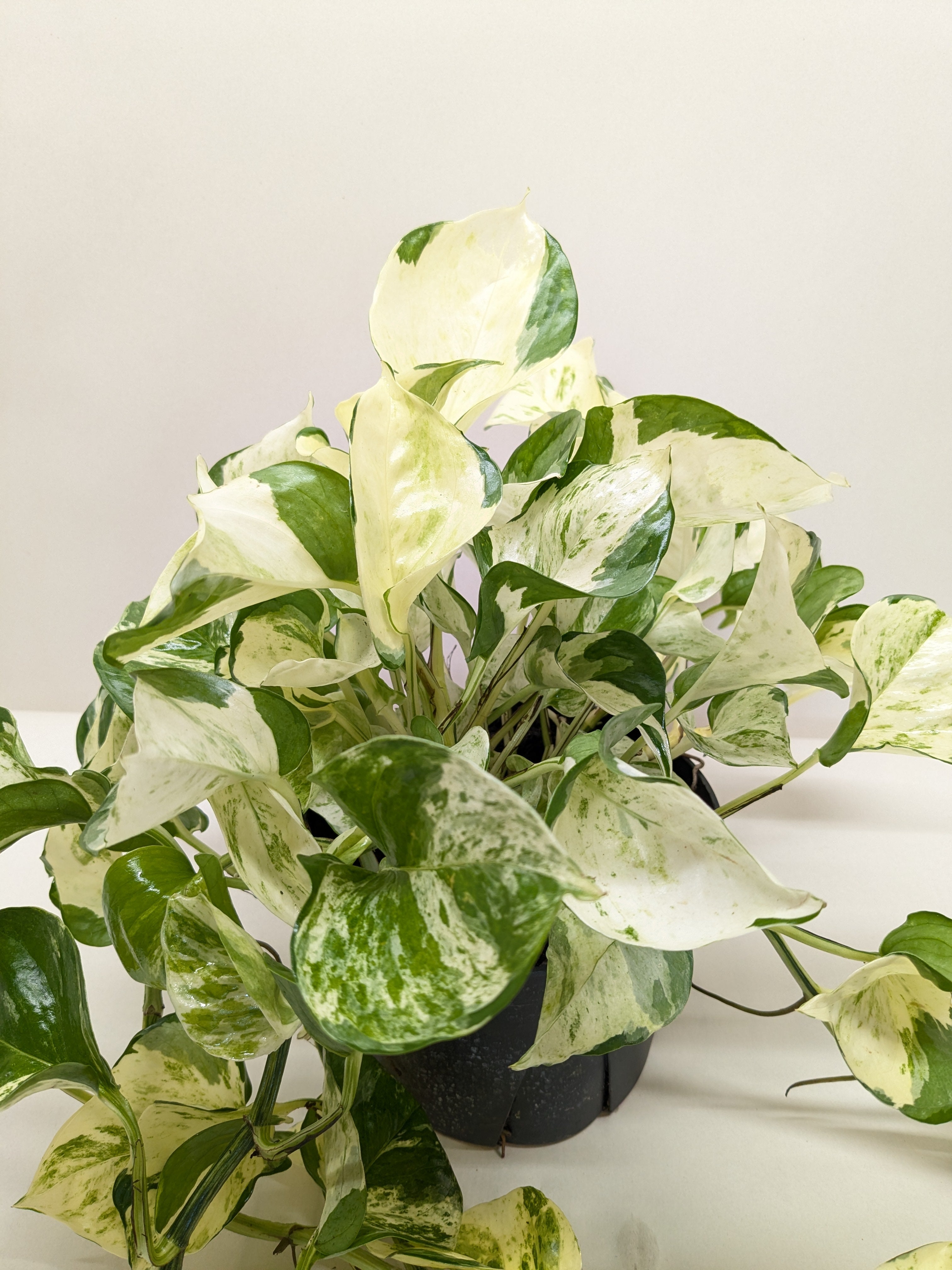 Pothos Manjula | Variegated Trailing Plant with Marble Leaves | House Plant Shop