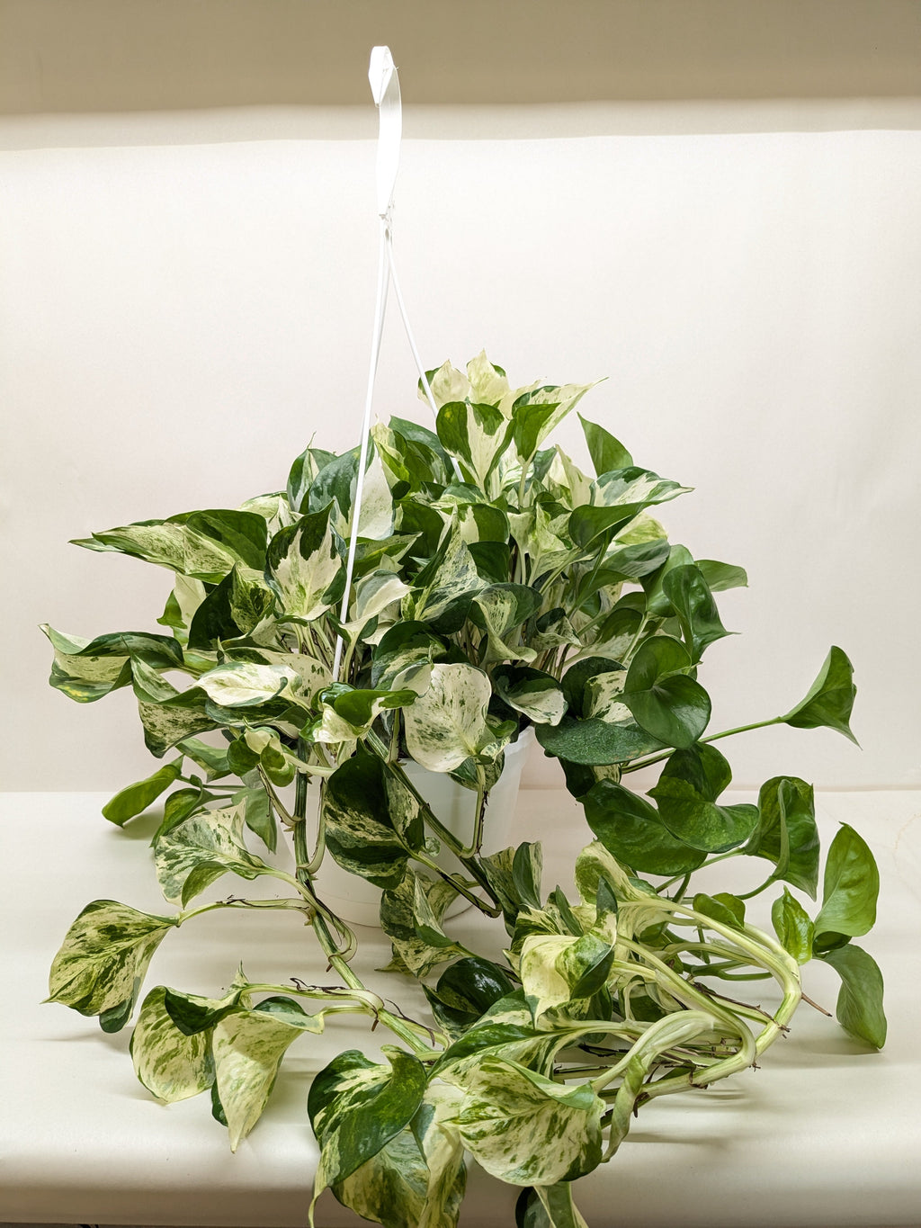 Pothos Manjula | Variegated Trailing Plant with Marble Leaves | House Plant Shop