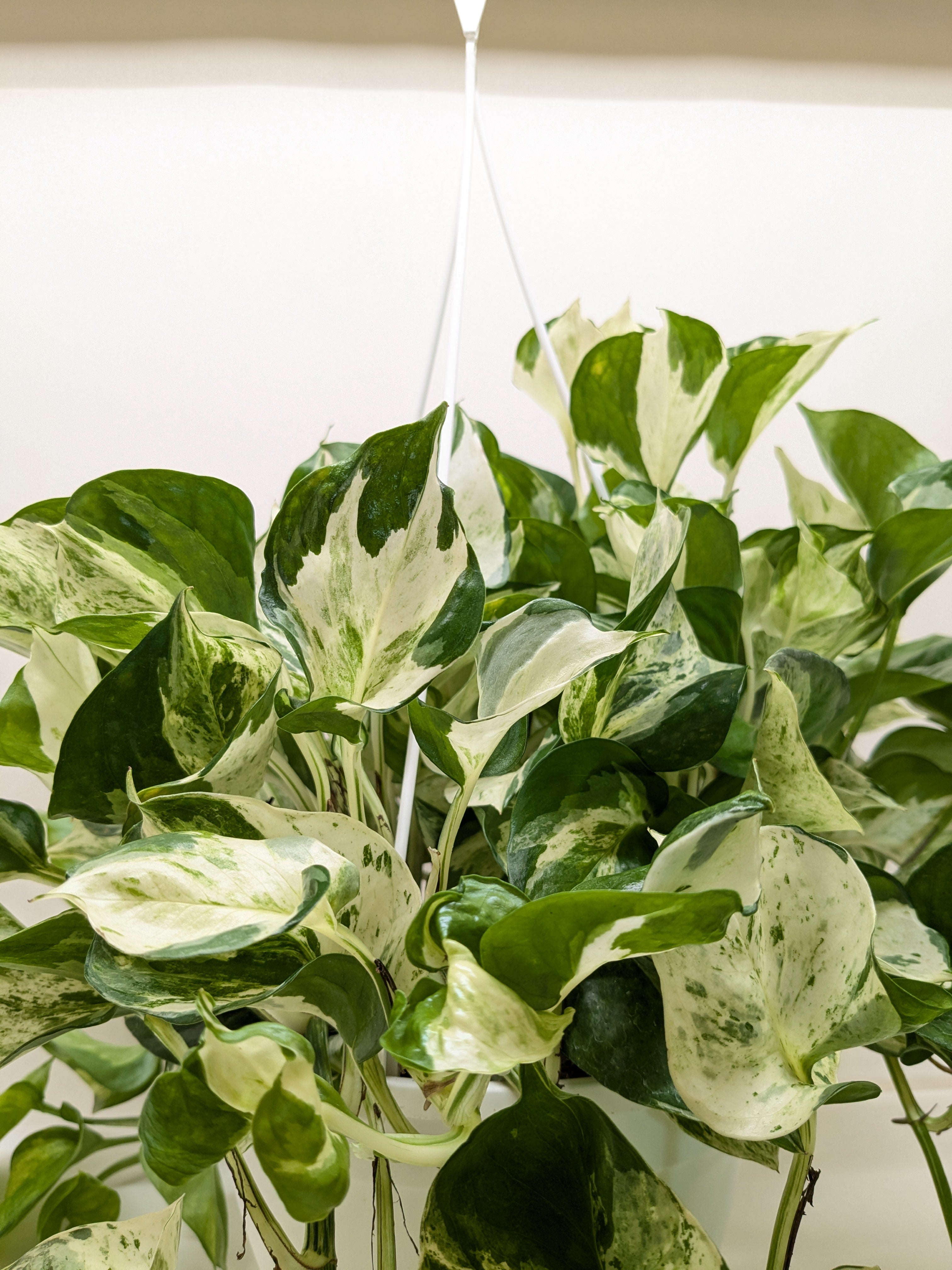 Pothos Manjula | Variegated Trailing Plant with Marble Leaves | House Plant Shop